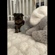 Yorkshire Terrier - Both