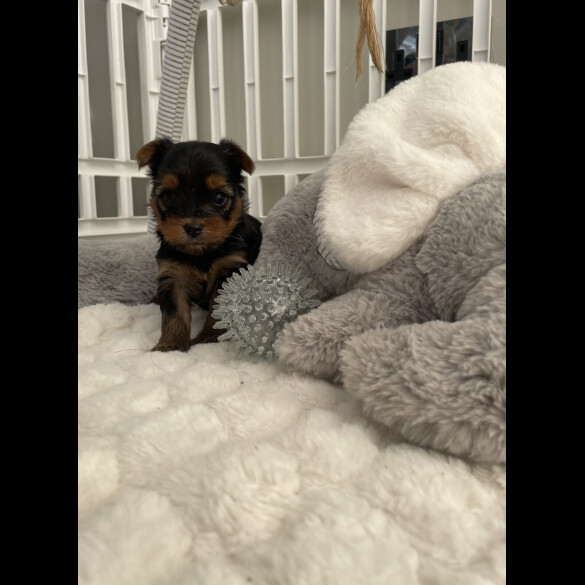 Yorkshire Terrier - Both