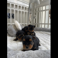 Yorkshire Terrier - Both