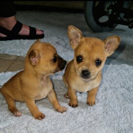 Mixed Breed - Both