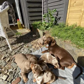 Dachshund (Standard &amp; Miniature) - Both