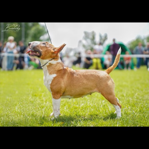 Bull Terrier - Dogs