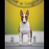 Bull Terrier - Dogs
