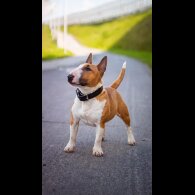 Bull Terrier - Dogs