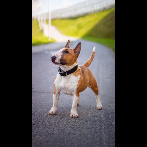 Bull Terrier - Dogs