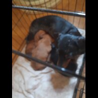 Mixed Breed - Both