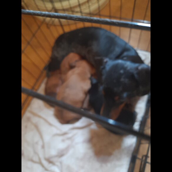 Mixed Breed - Both