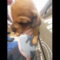 Mixed Breed - Both