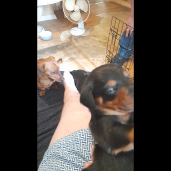 Mixed Breed - Both