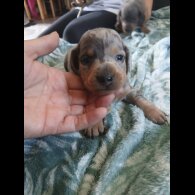 Dachshund (Standard &amp; Miniature) - Both