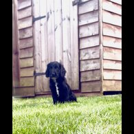 Cockapoo - Both