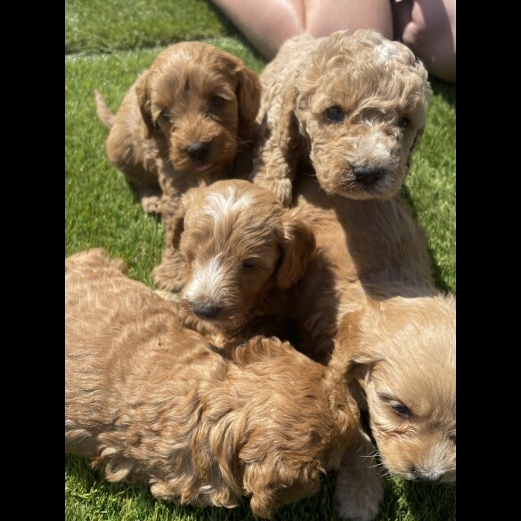 Cavapoo - Both