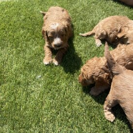 Cavapoo - Both