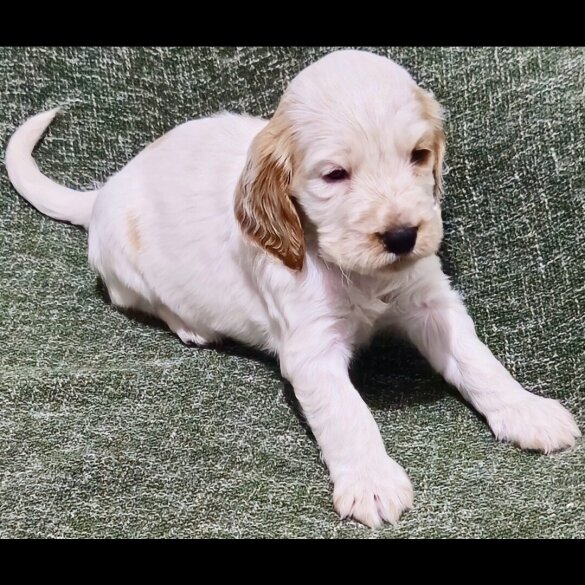 Cocker Spaniel (Working &amp; Show) - Bitches
