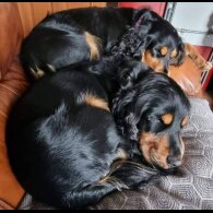 Cocker Spaniel (Working &amp; Show) - Bitches