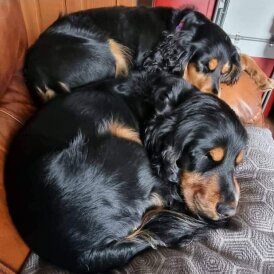 Cocker Spaniel (Working &amp; Show) - Bitches