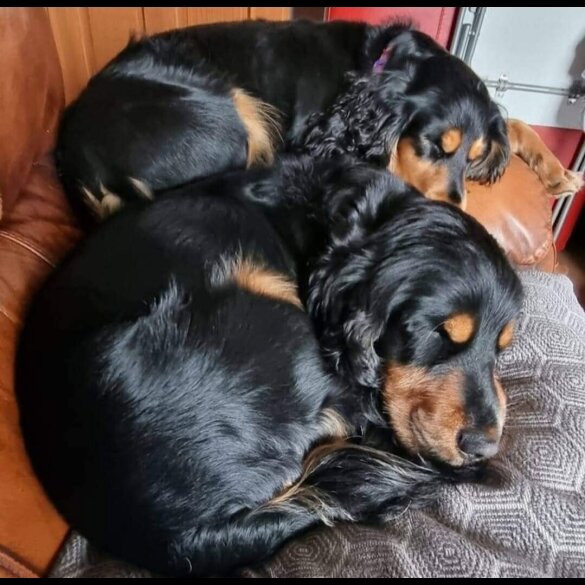 Cocker Spaniel (Working &amp; Show) - Bitches