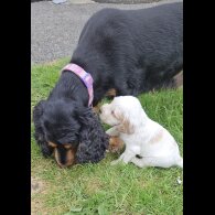 Cocker Spaniel (Working &amp; Show) - Bitches