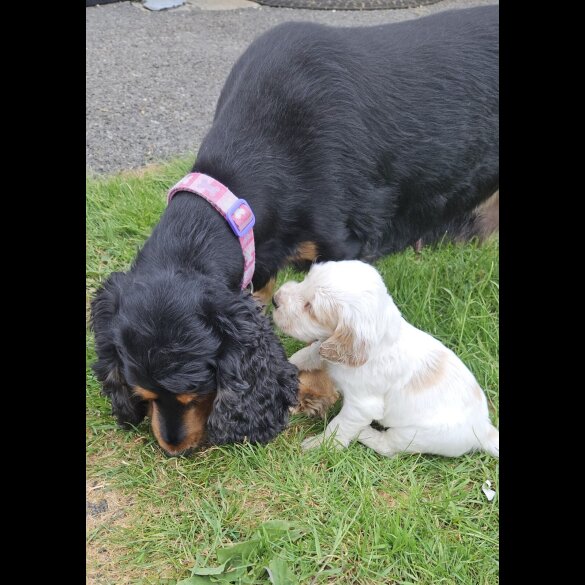 Cocker Spaniel (Working &amp; Show) - Bitches