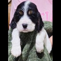 Cocker Spaniel (Working &amp; Show) - Bitches