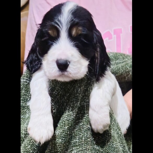 Cocker Spaniel (Working &amp; Show) - Bitches
