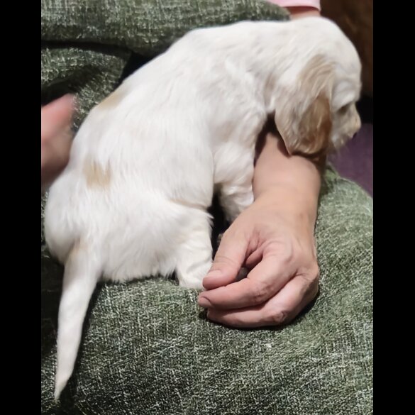 Cocker Spaniel (Working &amp; Show) - Bitches