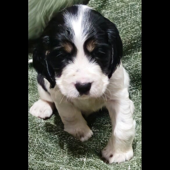 Cocker Spaniel (Working &amp; Show) - Bitches