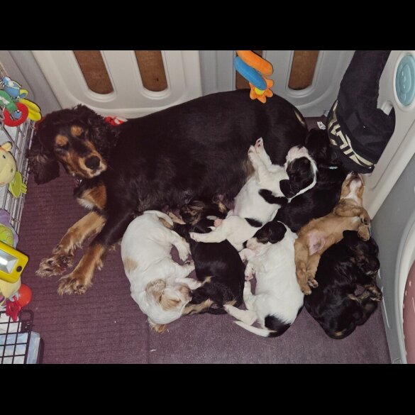Cocker Spaniel (Working &amp; Show) - Bitches