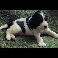 Cocker Spaniel (Working &amp; Show) - Bitches