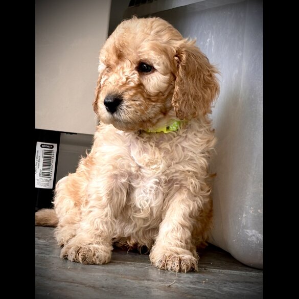Cockapoo - Both