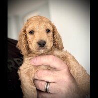 Cockapoo - Both