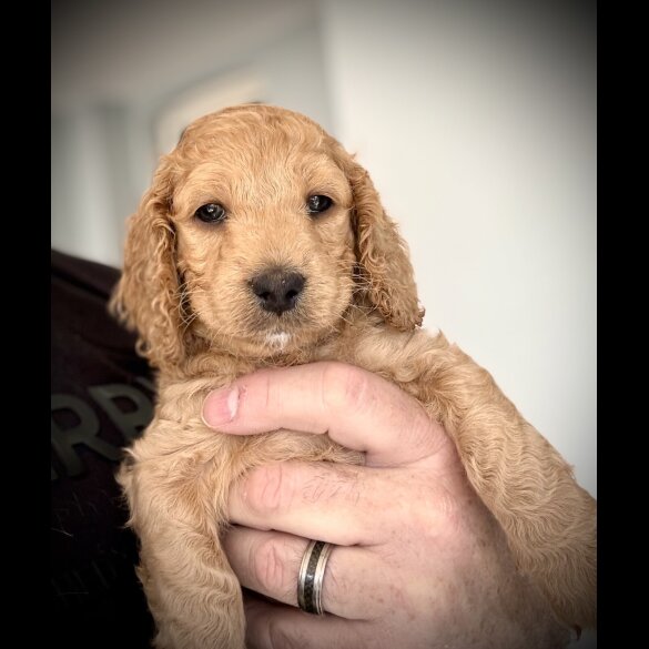 Cockapoo - Both