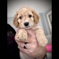 Cockapoo - Both