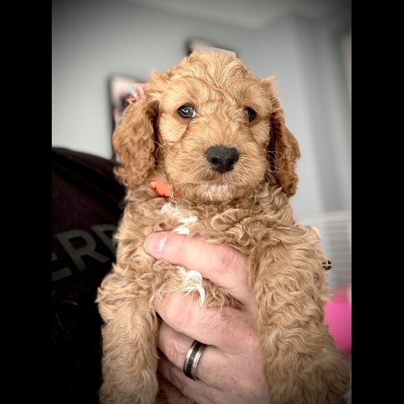 Cockapoo - Both