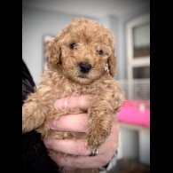 Cockapoo - Both