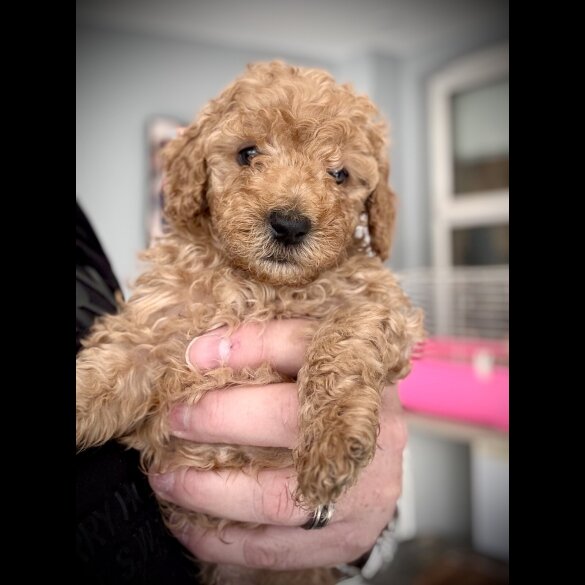 Cockapoo - Both