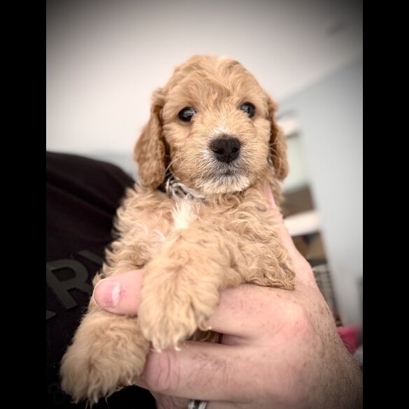 Cockapoo - Both