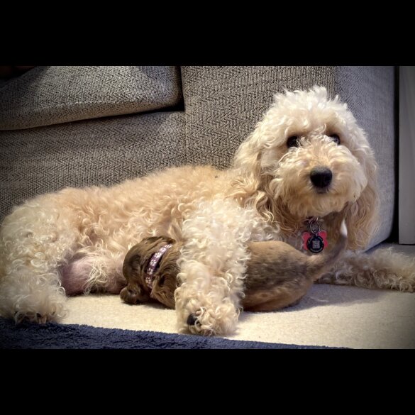 Cockapoo - Both