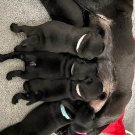 Pug - Both