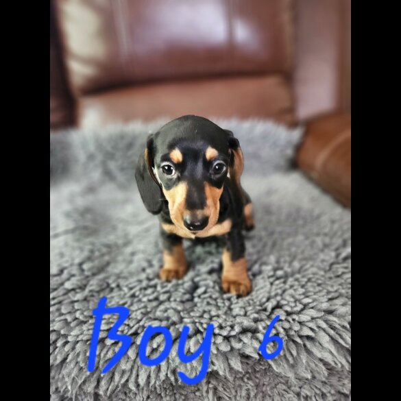 Dachshund (Standard &amp; Miniature) - Both