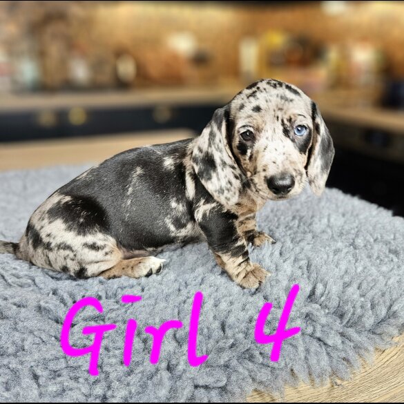 Dachshund (Standard &amp; Miniature) - Both