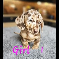 Dachshund (Standard &amp; Miniature) - Both