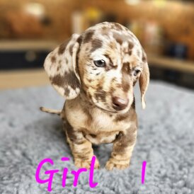 Dachshund (Standard &amp; Miniature) - Both