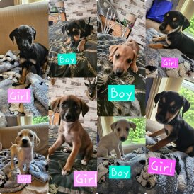 Lurcher - Both