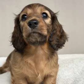 Dachshund (Standard &amp; Miniature) - Bitches