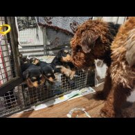Airedale Terrier - Both