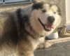 Alaskan Malamute