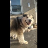 Alaskan Malamute