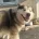 Alaskan Malamute