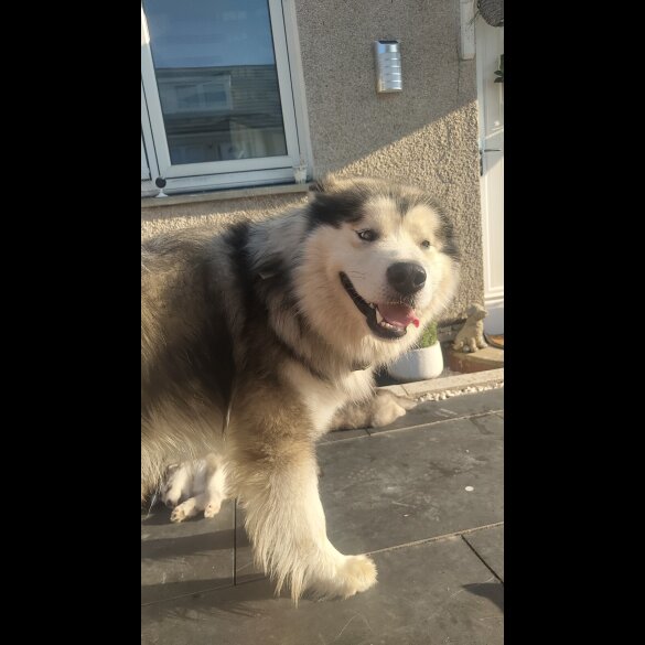 Alaskan Malamute